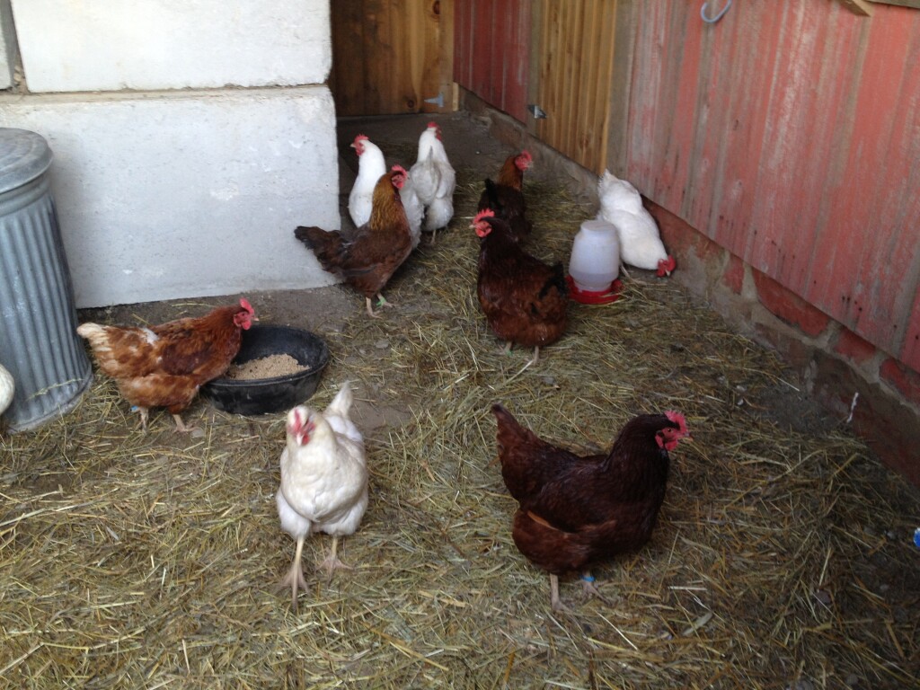 Our Chickens
